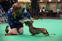 Crufts2011_2 1406